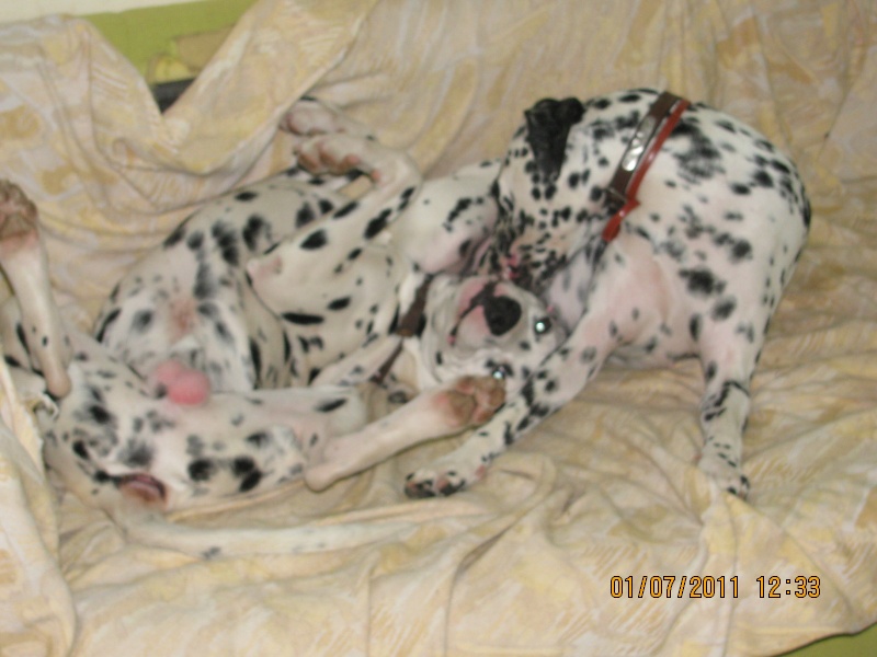 [ADOPTE]PABLO - dalmatien M - 1 an - en FA (dpt 31) - asso dalmaSF 03910