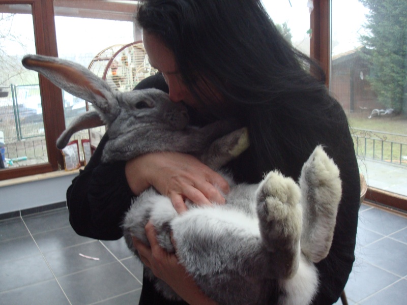 Lapin Geant Des Flandres Caractere