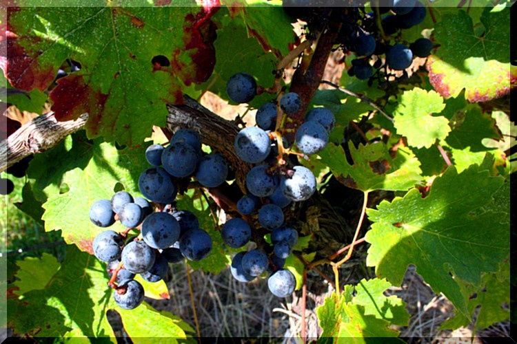 aprés les vendanges V0110