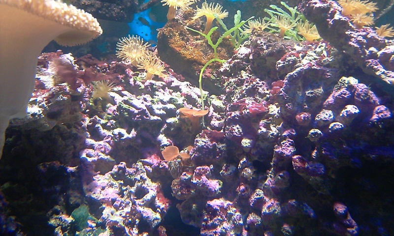 coraux pas en forme Imag0413