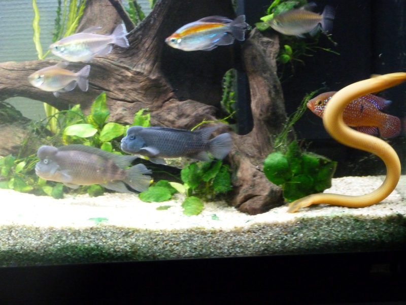 Erpetoichthys calabaricus reproduction (poissons roseaux) P1000210