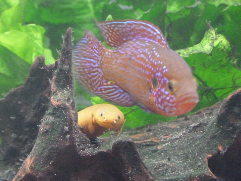 Erpetoichthys calabaricus reproduction (poissons roseaux) P1000212
