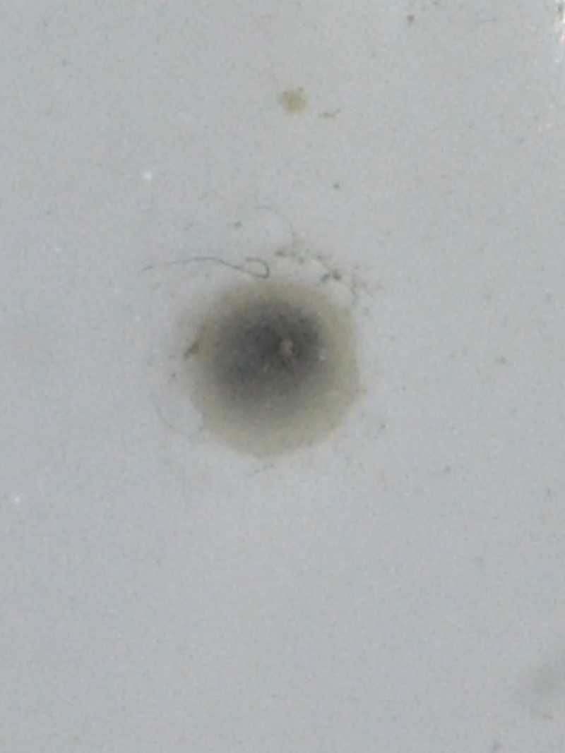 Erpetoichthys calabaricus reproduction (poissons roseaux) Repro_11