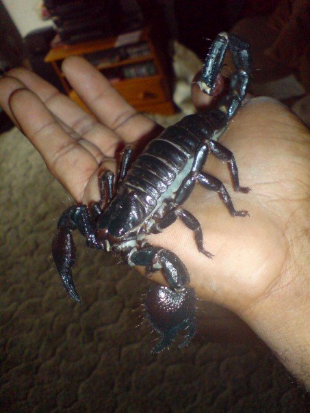 First Scorpion first batch of 26+  Scorplings!!!! - Page 2 Scorp110