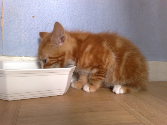Garfield, chaton roux né le 9 avril 2011 18052011