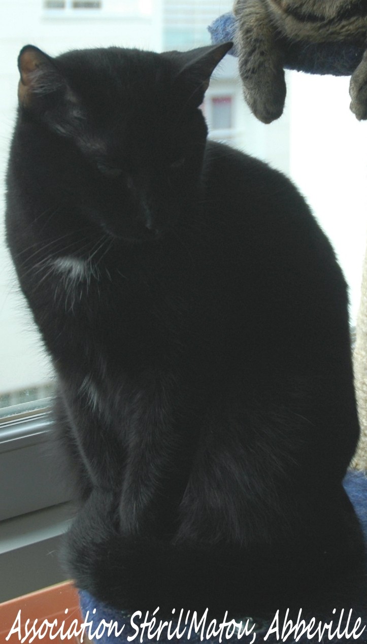 HALLOWEEN, chat noir mâle, identifié HRE475 Dsc_3042