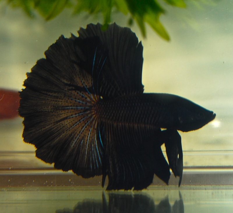 Onyx encore un nouveau (betta)... Dsc_0190