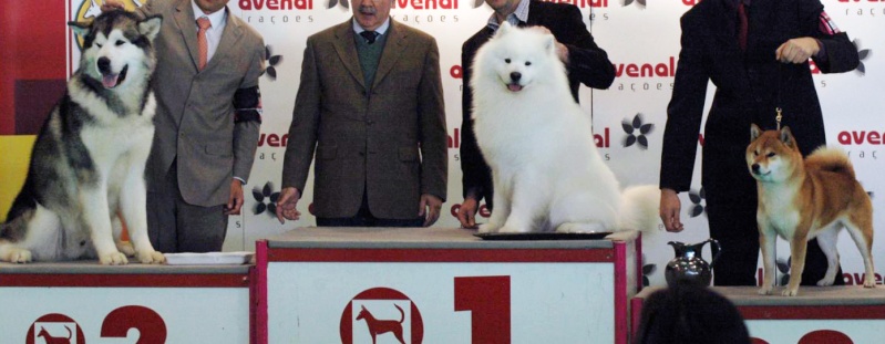 9. Exposicin Canina Nacional y 2. Exposicin Canina Internacional das Caldas da Rainha Grupo_10