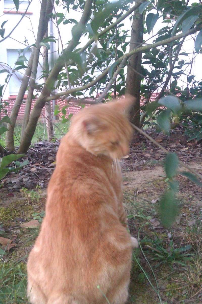 Chatouille ( alias chat triste ) le chat roux en piteux état ( mars / avril 2011 ) Imag0112