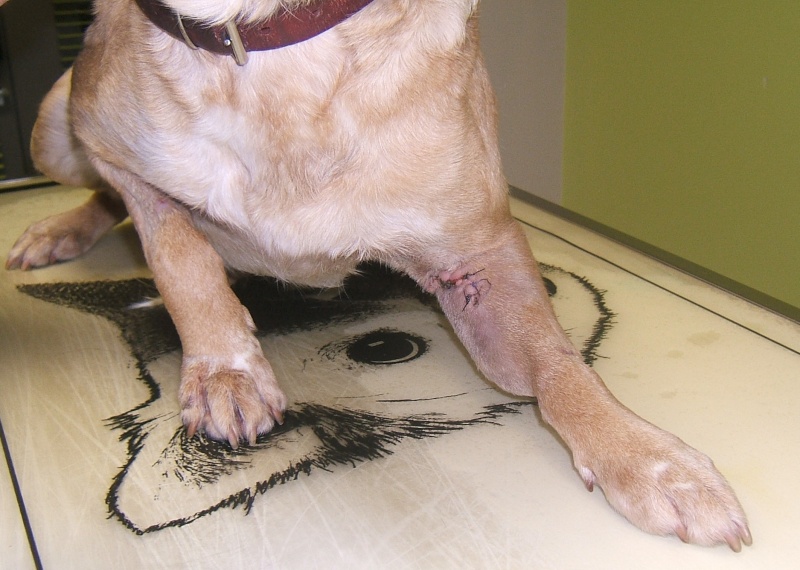  URGENT ASSOCIATION pour chienne BELLA x labrador sable trouvée blessée La Chevrolière 44 besoin examens et soins - Page 5 00117