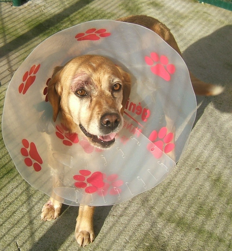  URGENT ASSOCIATION pour chienne BELLA x labrador sable trouvée blessée La Chevrolière 44 besoin examens et soins - Page 3 00211