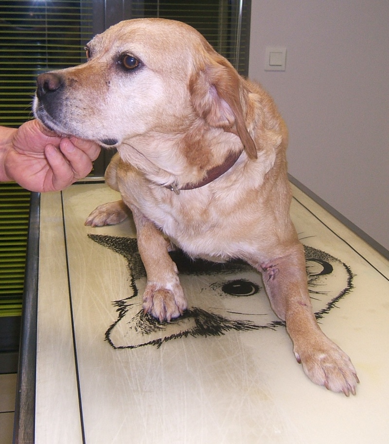  URGENT ASSOCIATION pour chienne BELLA x labrador sable trouvée blessée La Chevrolière 44 besoin examens et soins - Page 5 00213