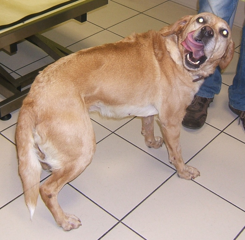  URGENT ASSOCIATION pour chienne BELLA x labrador sable trouvée blessée La Chevrolière 44 besoin examens et soins - Page 5 00311