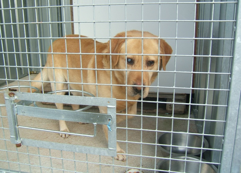   Labrador mâle sable aveugle environ 8 ans en fourrière - 44 - délai dépassé EUTHANASIE IMMINENTE  00317