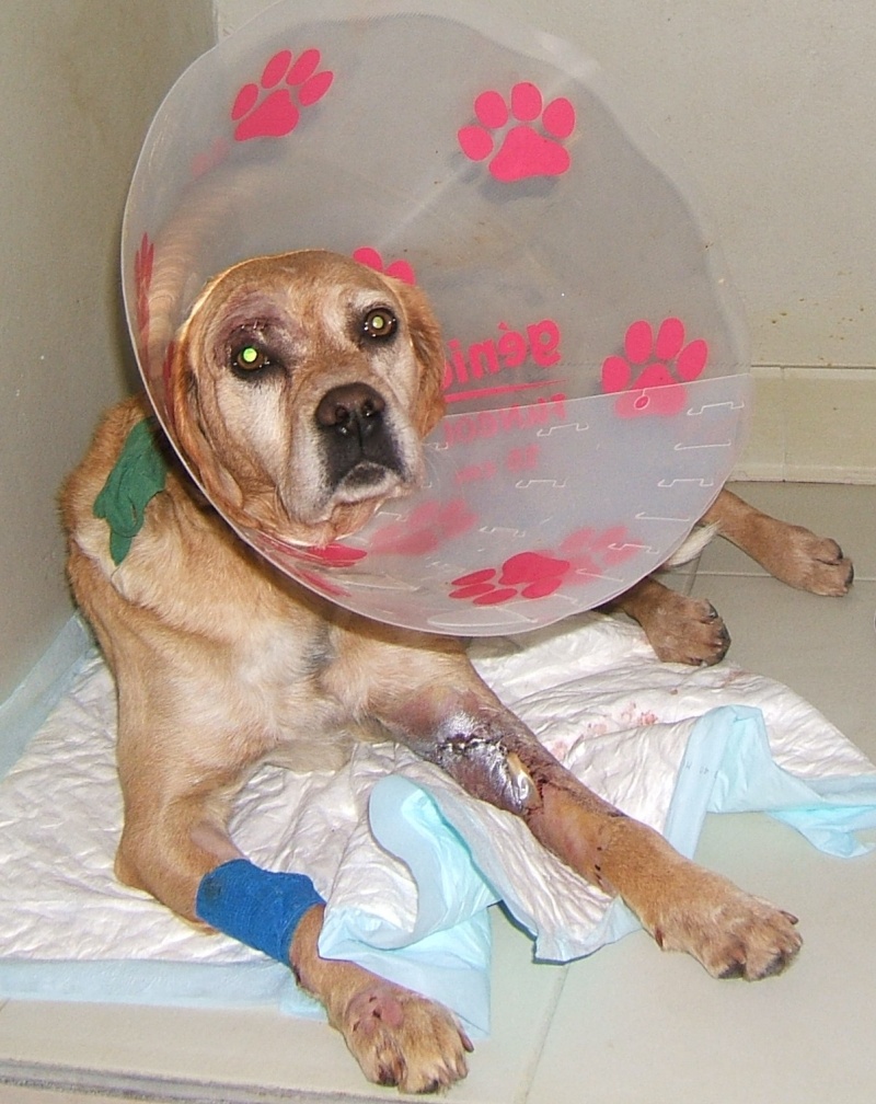  URGENT ASSOCIATION pour chienne BELLA x labrador sable trouvée blessée La Chevrolière 44 besoin examens et soins - Page 3 00411