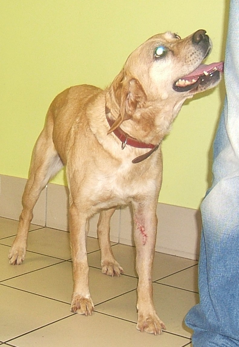  URGENT ASSOCIATION pour chienne BELLA x labrador sable trouvée blessée La Chevrolière 44 besoin examens et soins - Page 5 00412