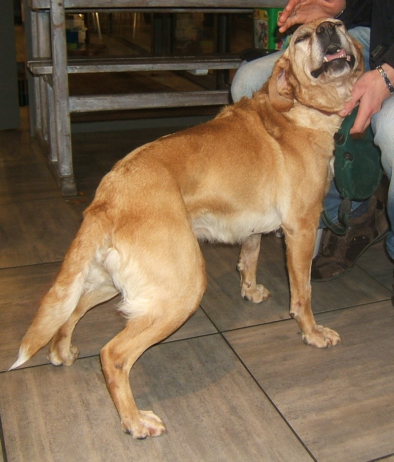  URGENT ASSOCIATION pour chienne BELLA x labrador sable trouvée blessée La Chevrolière 44 besoin examens et soins - Page 5 00512