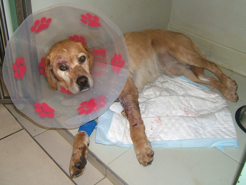  URGENT ASSOCIATION pour chienne BELLA x labrador sable trouvée blessée La Chevrolière 44 besoin examens et soins - Page 3 00610