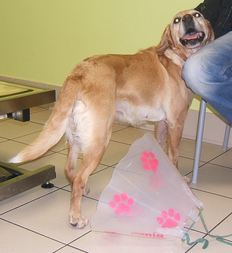  URGENT ASSOCIATION pour chienne BELLA x labrador sable trouvée blessée La Chevrolière 44 besoin examens et soins - Page 5 00611