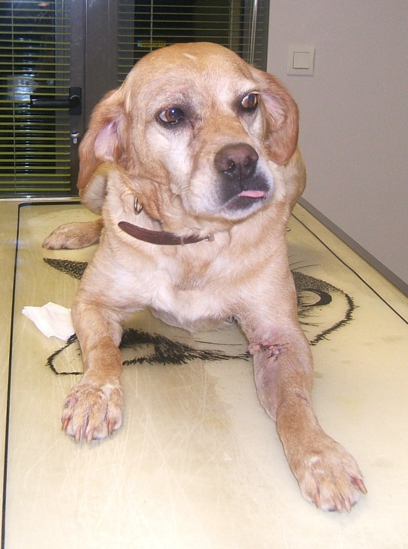  URGENT ASSOCIATION pour chienne BELLA x labrador sable trouvée blessée La Chevrolière 44 besoin examens et soins - Page 5 00711