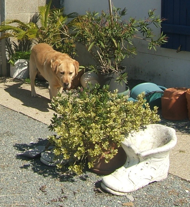 URGENT labrador mâle sable pas vieux et aveugle dpt 44 - Page 2 00718