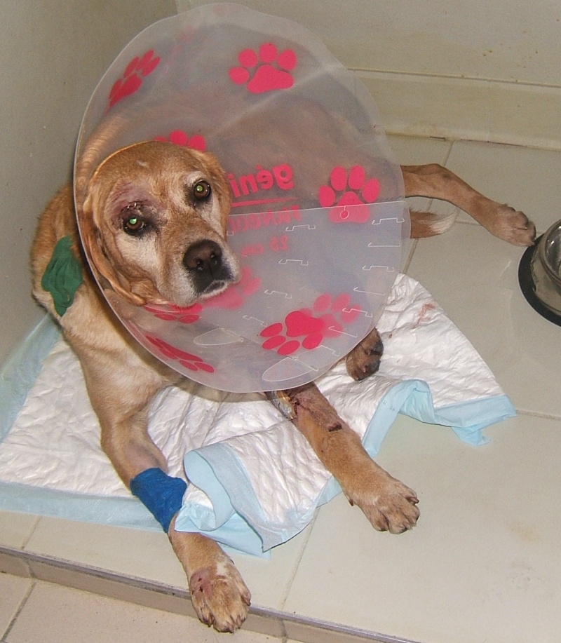  URGENT ASSOCIATION pour chienne BELLA x labrador sable trouvée blessée La Chevrolière 44 besoin examens et soins - Page 3 00810