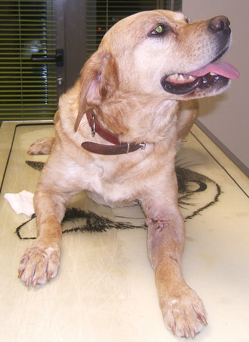  URGENT ASSOCIATION pour chienne BELLA x labrador sable trouvée blessée La Chevrolière 44 besoin examens et soins - Page 5 00811