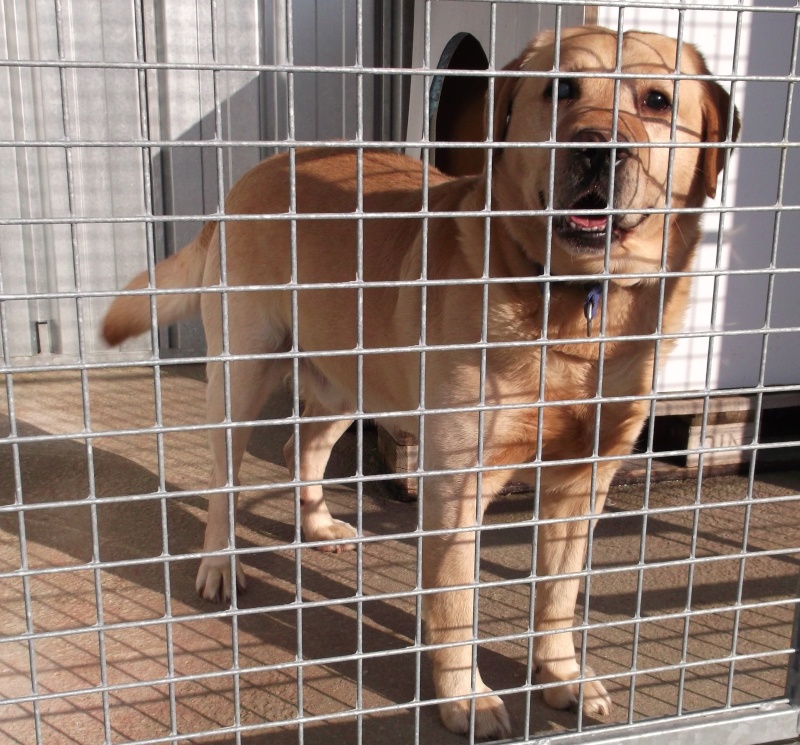 URGENT labrador mâle sable pas vieux et aveugle dpt 44 00913