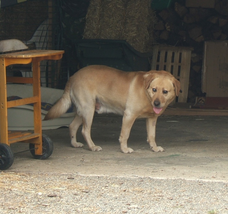   Labrador mâle sable aveugle environ 8 ans en fourrière - 44 - délai dépassé EUTHANASIE IMMINENTE  - Page 4 00916