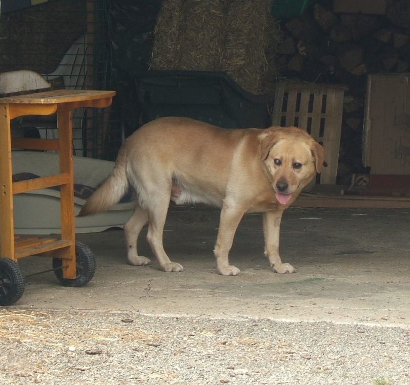 PATAPOUF, labrador aveugle 4 ans en FA (44) 00916