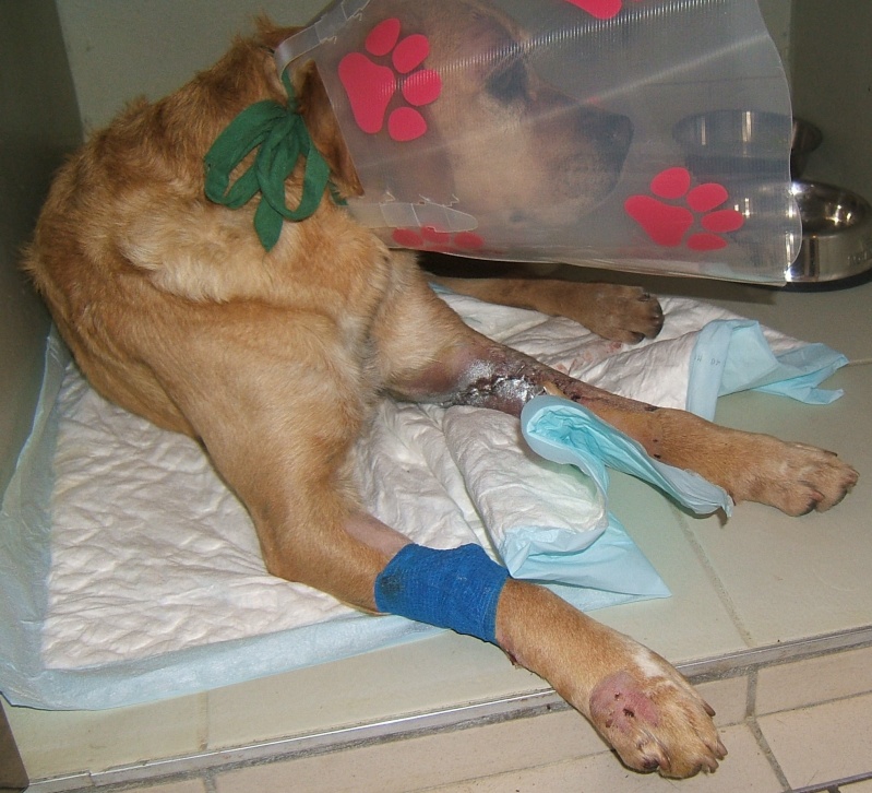  URGENT ASSOCIATION pour chienne BELLA x labrador sable trouvée blessée La Chevrolière 44 besoin examens et soins - Page 3 01013