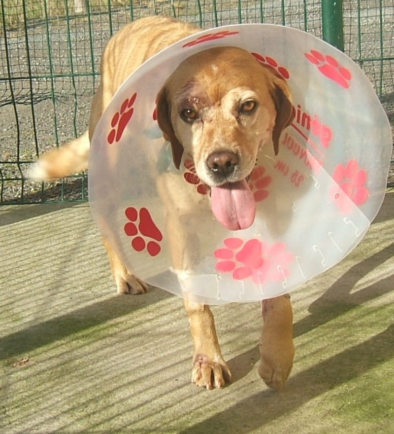  URGENT ASSOCIATION pour chienne BELLA x labrador sable trouvée blessée La Chevrolière 44 besoin examens et soins - Page 3 01014