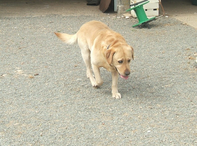   Labrador mâle sable aveugle environ 8 ans en fourrière - 44 - délai dépassé EUTHANASIE IMMINENTE  - Page 4 01211