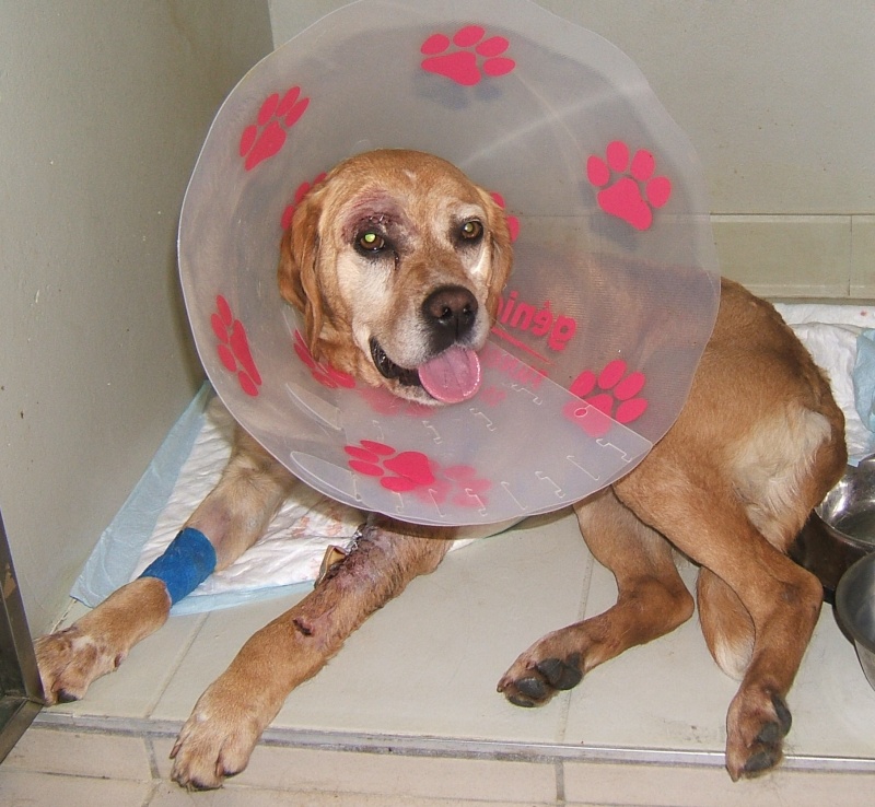  URGENT ASSOCIATION pour chienne BELLA x labrador sable trouvée blessée La Chevrolière 44 besoin examens et soins - Page 3 01310