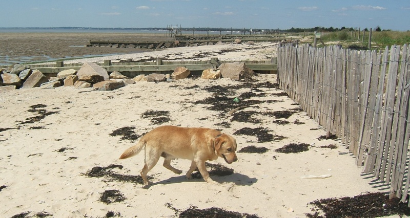 PATAPOUF, labrador aveugle 4 ans en FA (44) 01312