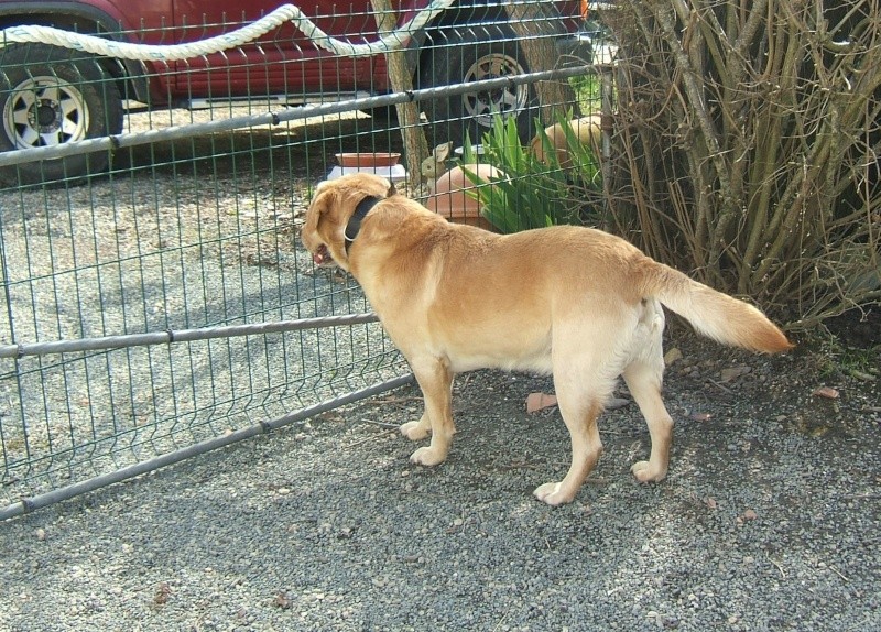   Labrador mâle sable aveugle environ 8 ans en fourrière - 44 - délai dépassé EUTHANASIE IMMINENTE  - Page 3 01411