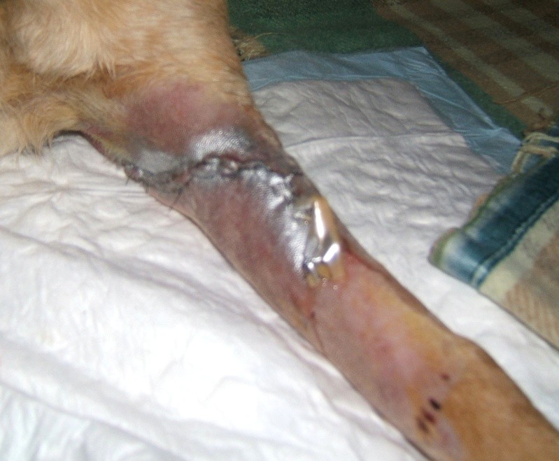  URGENT ASSOCIATION pour chienne BELLA x labrador sable trouvée blessée La Chevrolière 44 besoin examens et soins - Page 3 01511