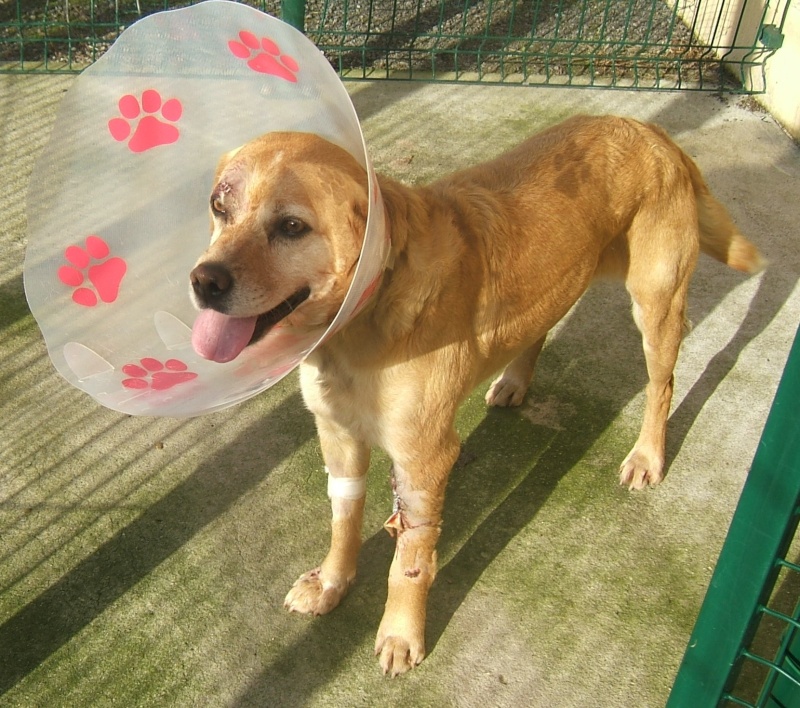  URGENT ASSOCIATION pour chienne BELLA x labrador sable trouvée blessée La Chevrolière 44 besoin examens et soins - Page 3 01512