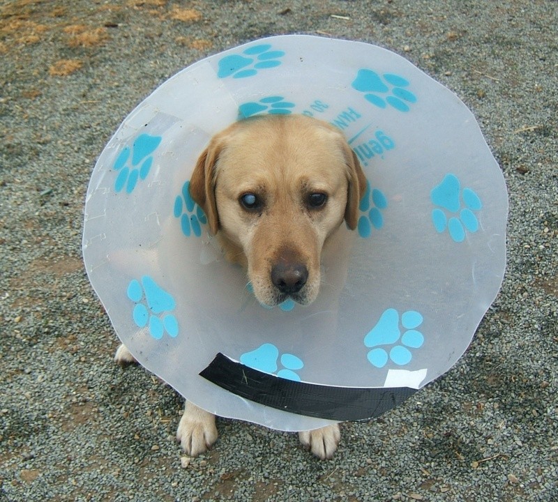   Labrador mâle sable aveugle environ 8 ans en fourrière - 44 - délai dépassé EUTHANASIE IMMINENTE  - Page 4 01812