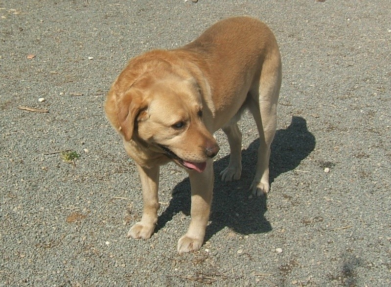 PATAPOUF, labrador aveugle 4 ans en FA (44) 02410