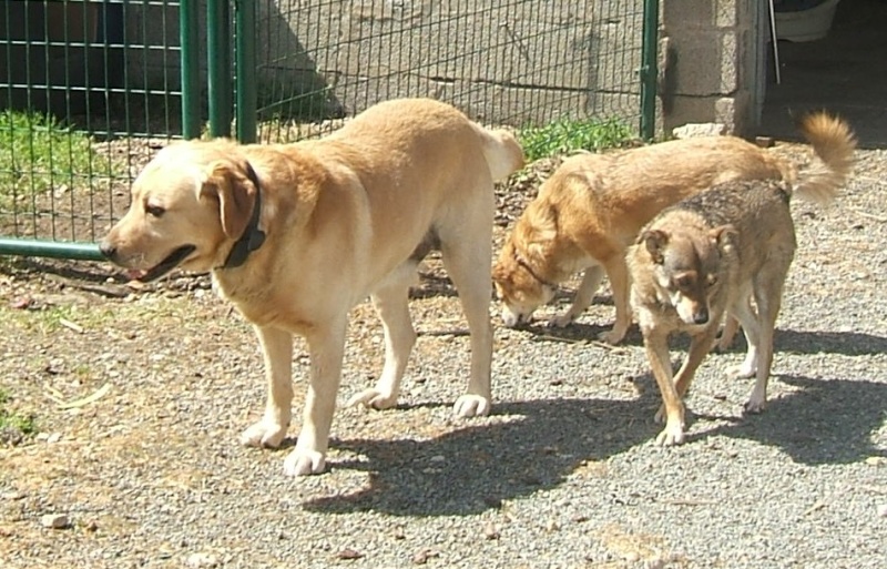   Labrador mâle sable aveugle environ 8 ans en fourrière - 44 - délai dépassé EUTHANASIE IMMINENTE  - Page 5 02810