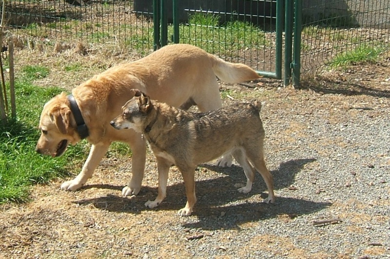   Labrador mâle sable aveugle environ 8 ans en fourrière - 44 - délai dépassé EUTHANASIE IMMINENTE  - Page 5 02910