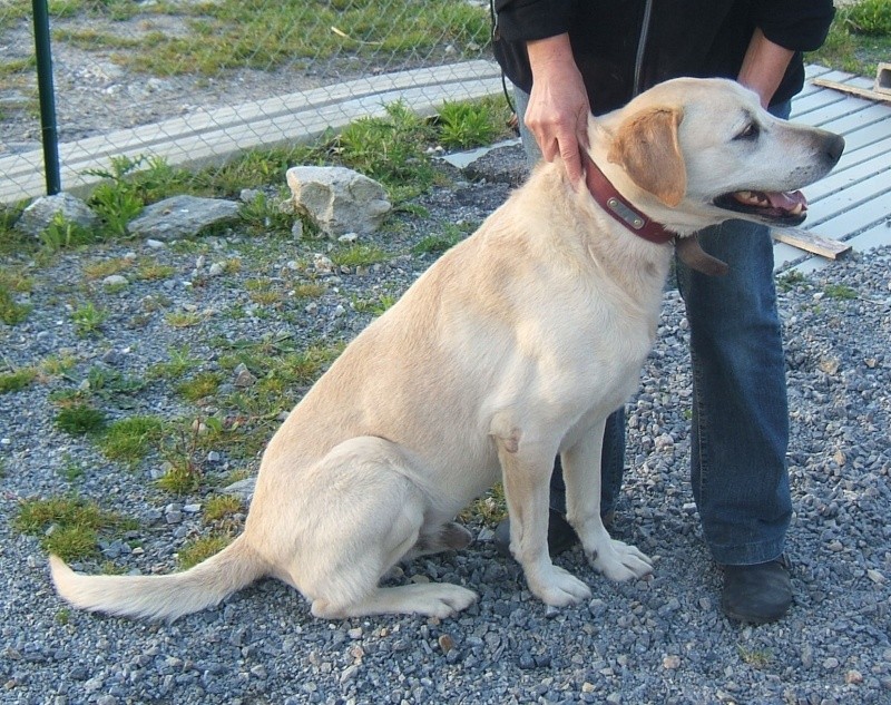 Jeune LABRADOR mâle sable - fourrière 44 - risque EUTHANASIE après le 13 mai 2012 111