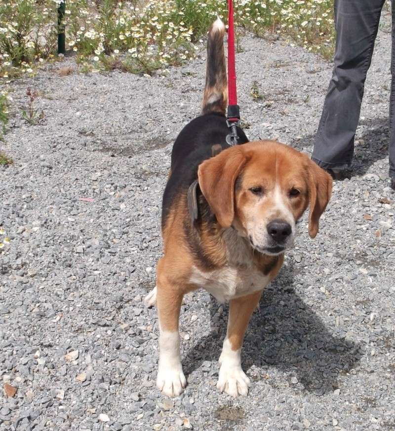 GASTON BEAGLE (m) tricolore 85, désistement adoptante - Savoir Donner 122