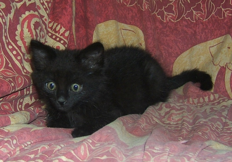 BLACK COFFEE, chaton noir né le 25/09/2012 -  ADPK 130