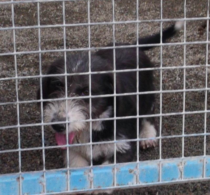 X BASSET GRIFFON (m) tout petit - fourrière 44 217