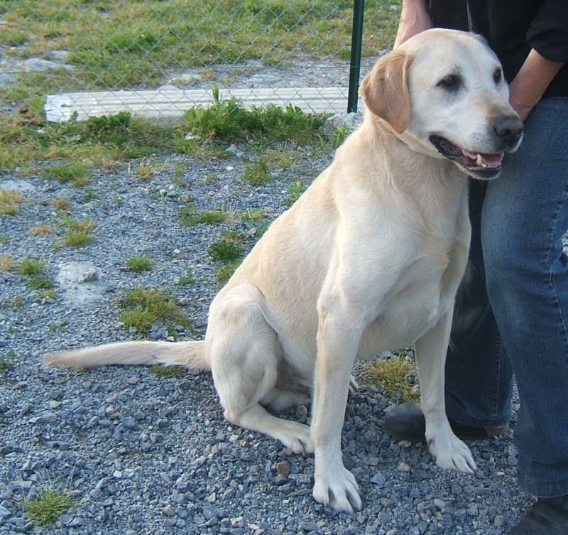 Jeune LABRADOR mâle sable - fourrière 44 - risque EUTHANASIE après le 13 mai 2012 310