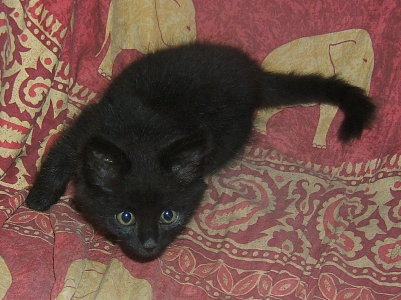 BLACK COFFEE, chaton noir né le 25/09/2012 -  ADPK 416