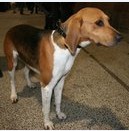  BEAGLE femelle trouvée errante - 44 - recherche association, famille d'accueil ou adoptant  Beagle13