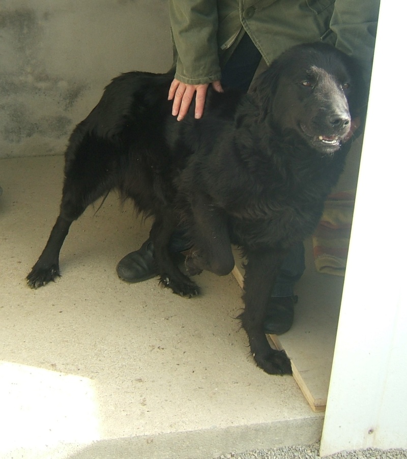 CHARLOTTE (f) X berger labrador noir, 3 ans fourrière 44 - URGENCE EUTHANASIE Charlo12